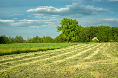 Cleared Land for Future Use