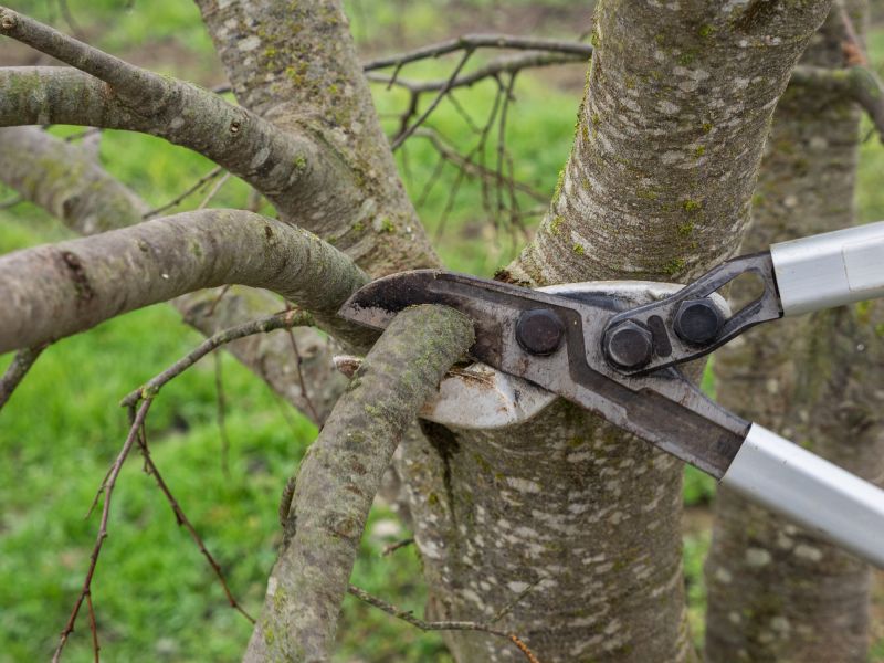 Cost of Brush Cutting — Cost of Brush Cutting